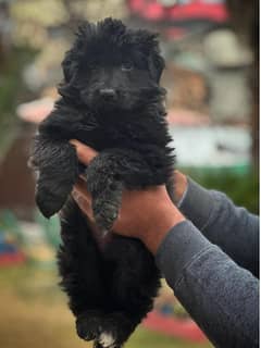 Black German Shepherd Long Coat Puppy | German Shepherd Female puppy