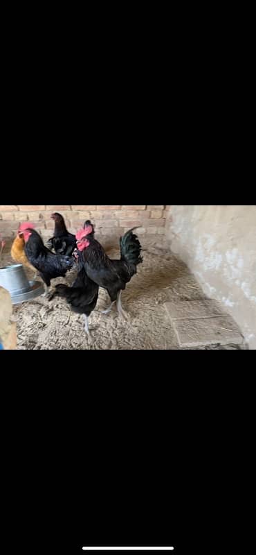 Osterloh breed | golden Misri murghi | مرغیاں 1