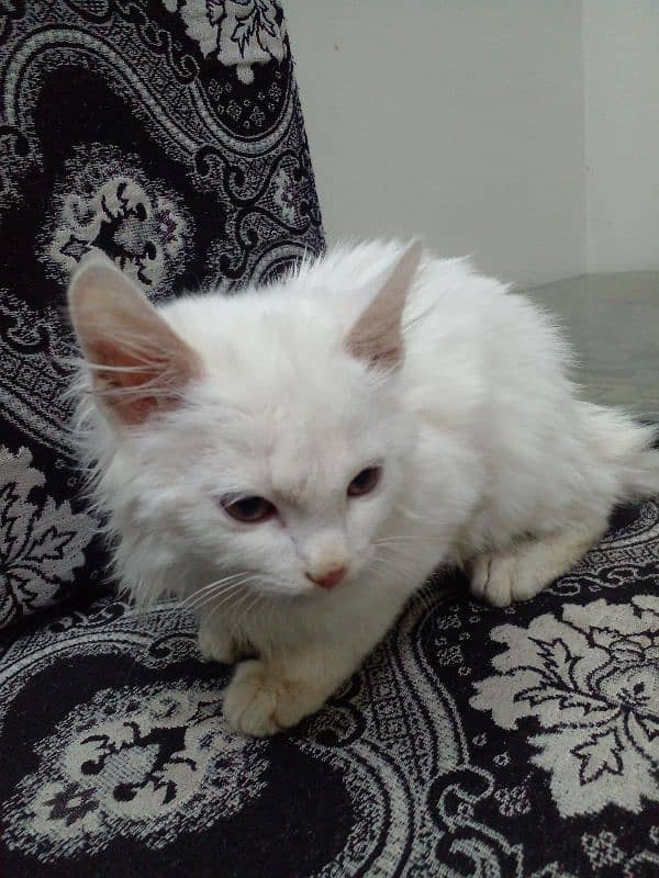 persian kitten  duble code 1