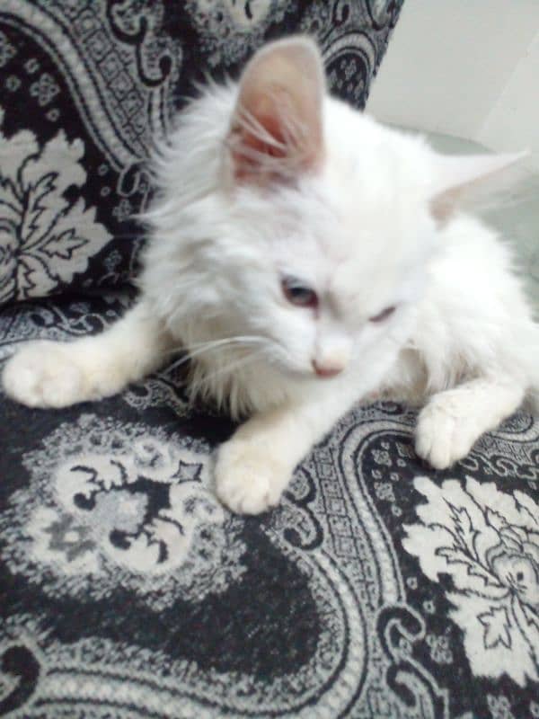 persian kitten  duble code 2