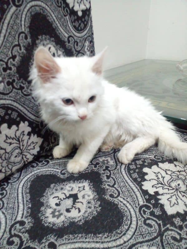 persian kitten  duble code 3