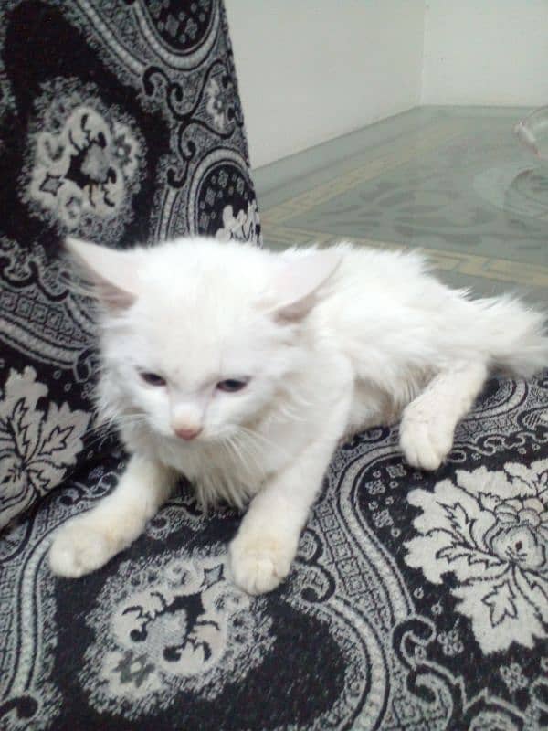 persian kitten  duble code 4