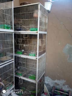 2cage and 5 Australian parrots for sale 2love birds