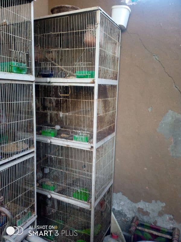 2cage and Australian parrots for sale 0