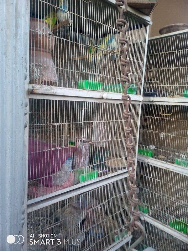 2cage and Australian parrots for sale 1