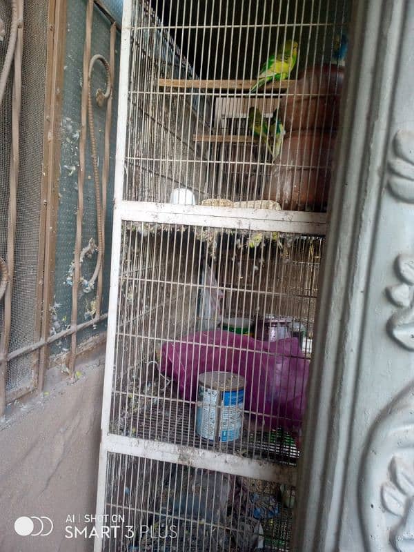 2cage and Australian parrots for sale 2