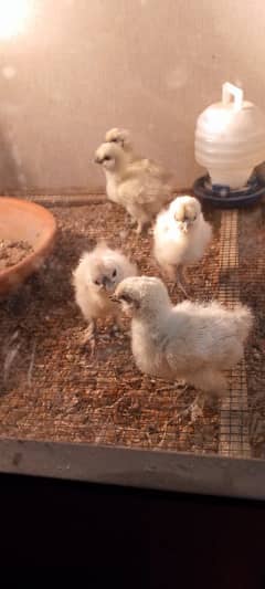 white silkie chicks