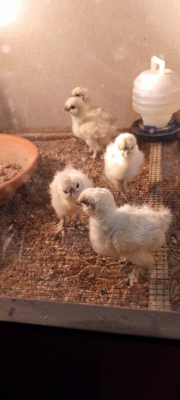 white silkie chicks 0