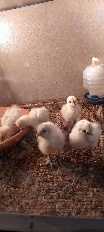 white silkie chicks 1