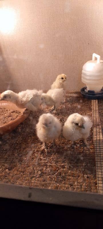 white silkie chicks 2