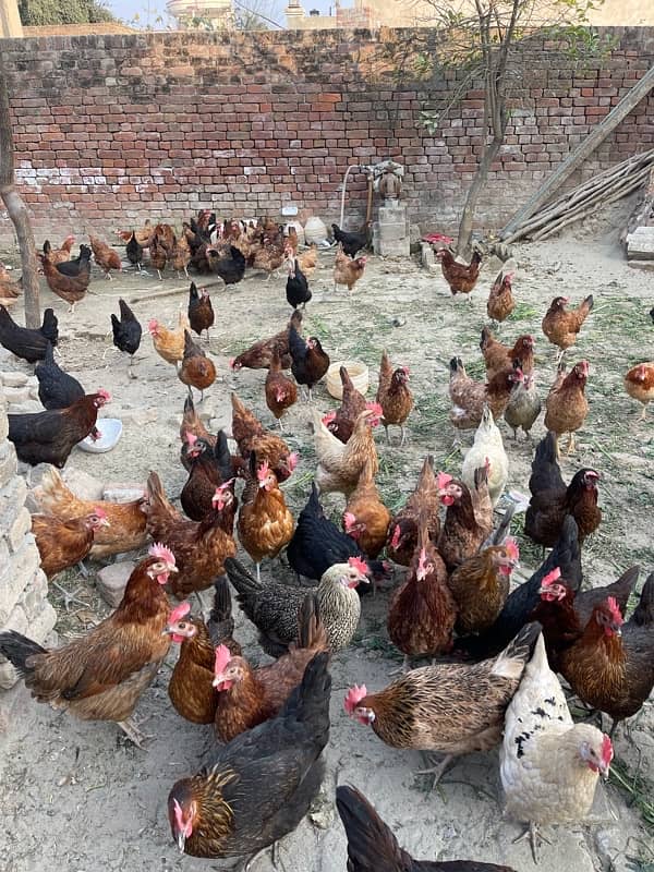 desi egg lying  hens for sell 1