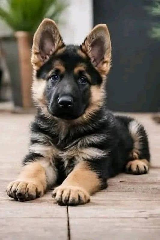 German shepherd puppies Double Coat My Whatsapp number 03479384891 0