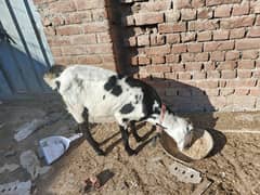 2 goats for sale.  1 brri bkrii aur 1 chhoti 5 months ki bkrii