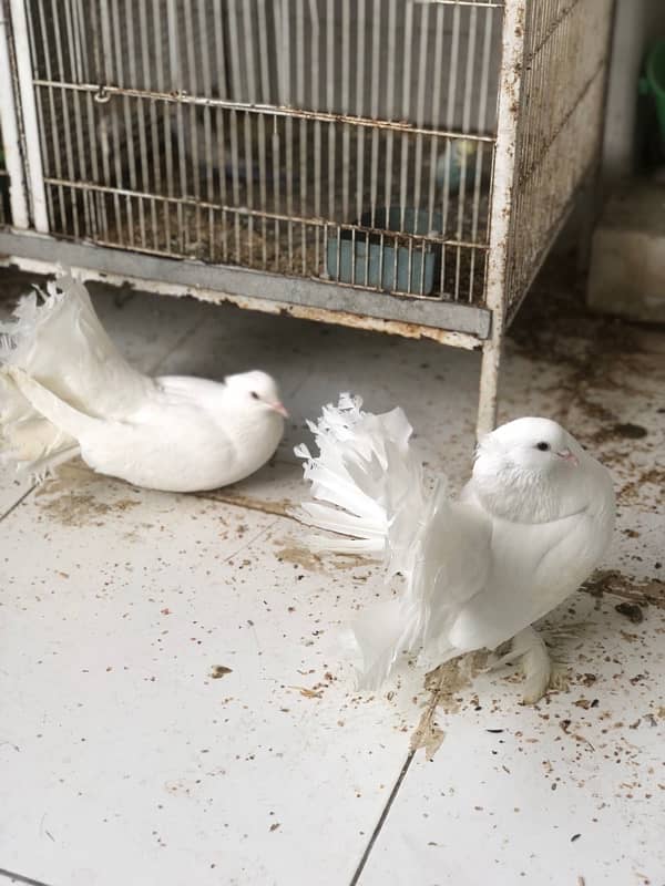 laka pigeon kabutar white 1