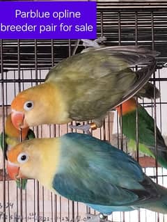 MIX COLOUR BIRDS REQUIRED Breeder