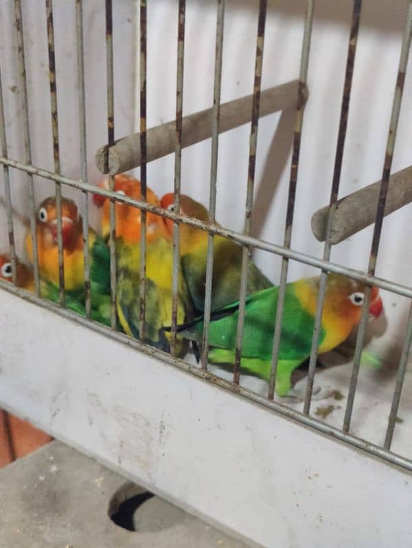 MIX COLOUR BIRDS REQUIRED Breeder 2