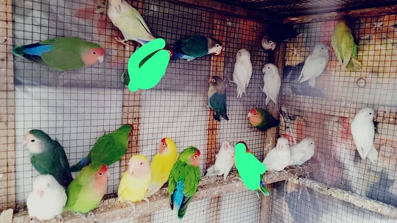 MIX COLOUR BIRDS REQUIRED Breeder 3