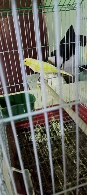 yellow Canary male 4