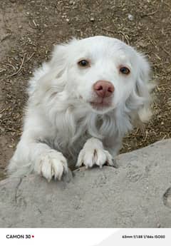 Russian female dog long coated