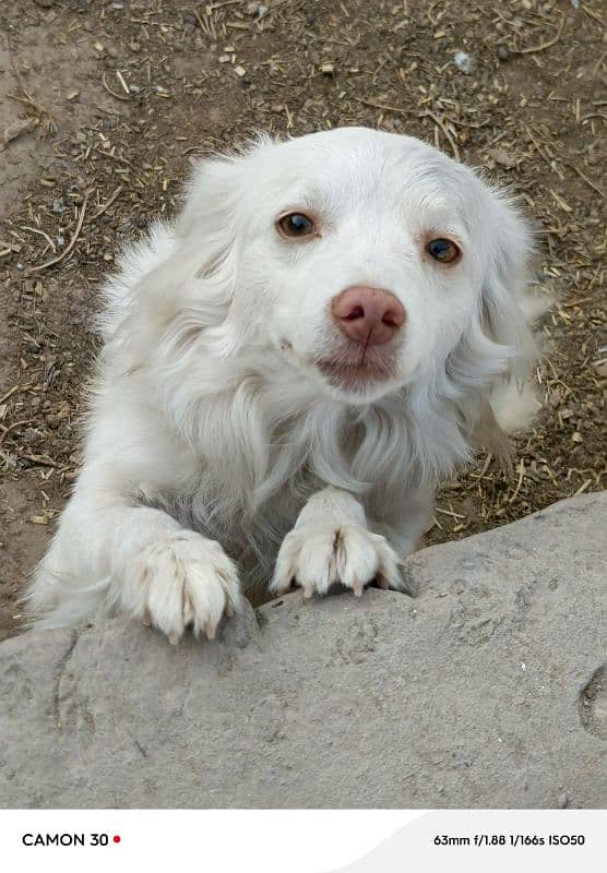 Russian female dog long coated 0