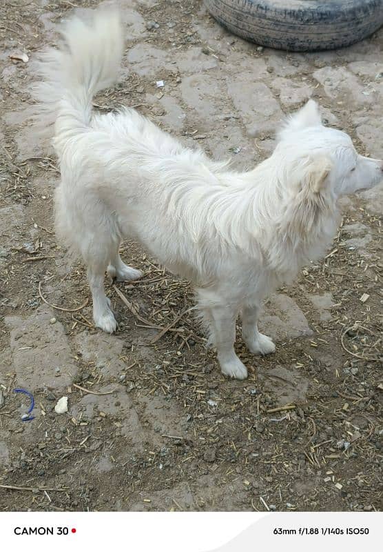 Russian female dog long coated 1