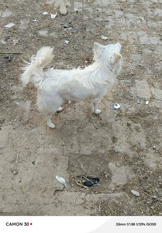 Russian female dog long coated 2