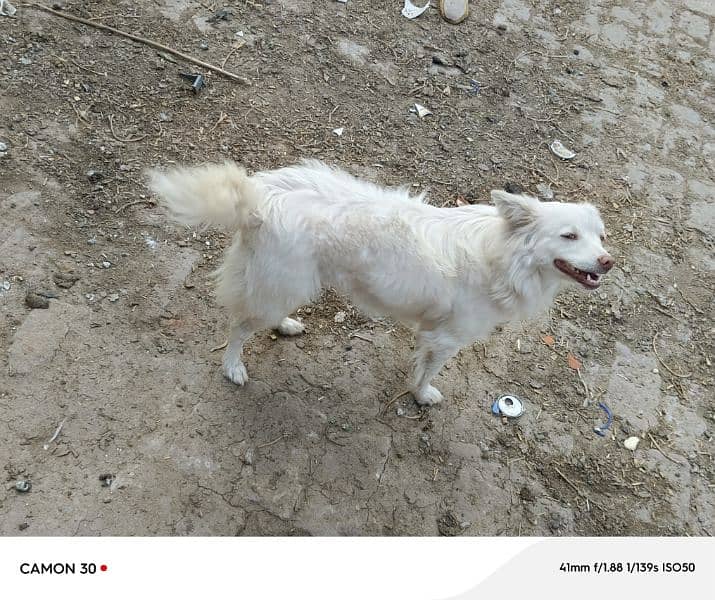 Russian female dog long coated 3