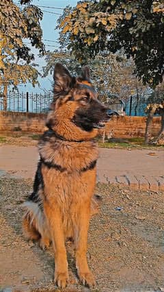 german Shepherd black mask