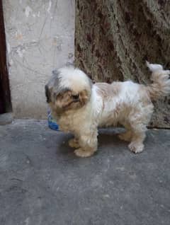 Shih tzu pedigreed dog for sale