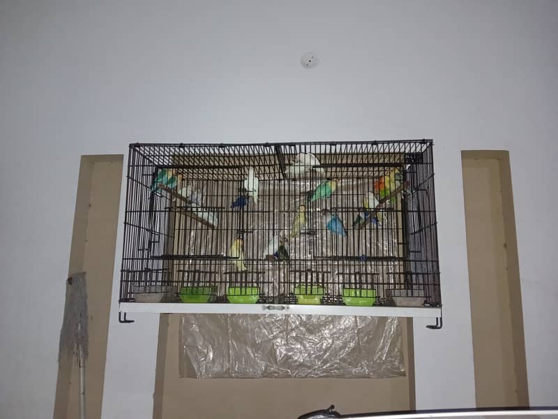 Lovebirds + Cages 1