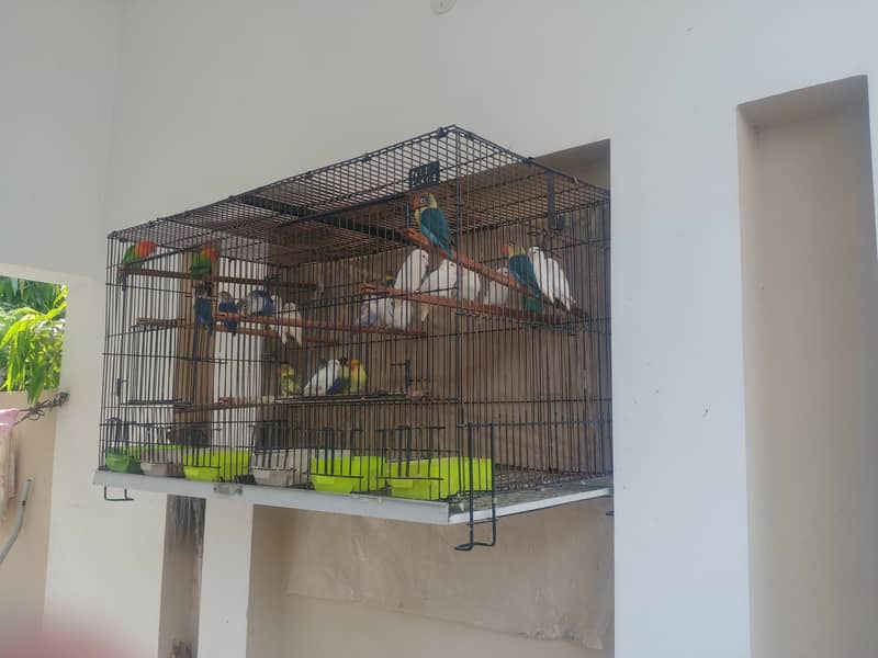 Lovebirds + Cages 2