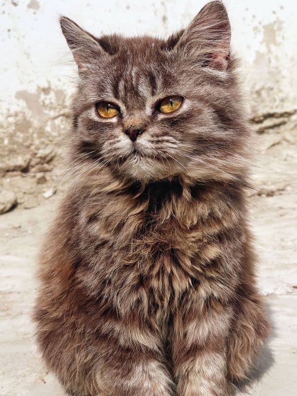 tabby punch face Persian female kitten 3