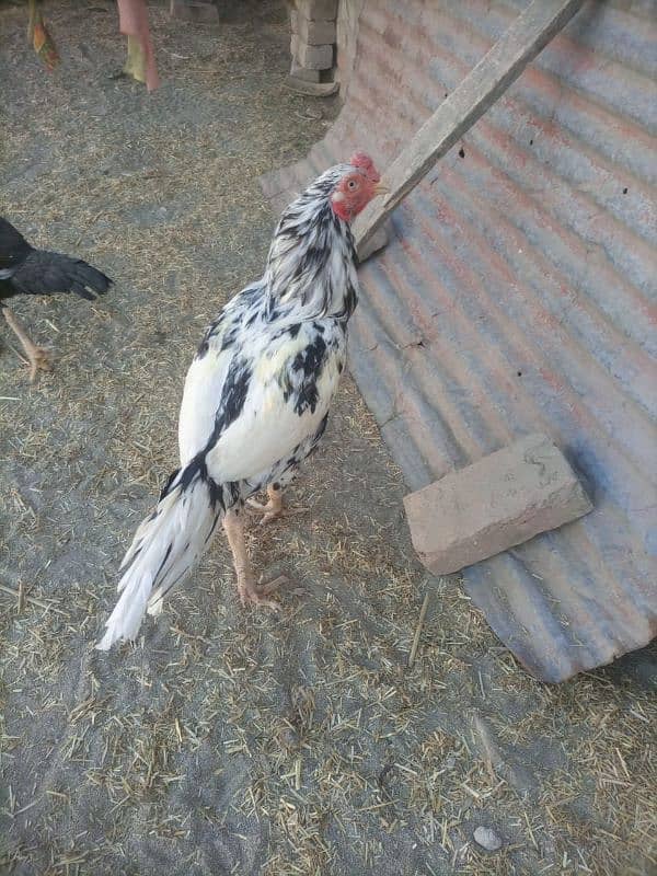 Pure aseel hen/mianwali murga/white heera/aseel egg laying murgi 4