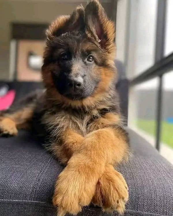 German shepherd puppies Double Coat My Whatsapp number 03479384891 0