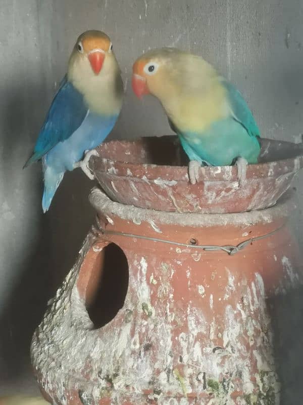 Love bird ready to breed 3