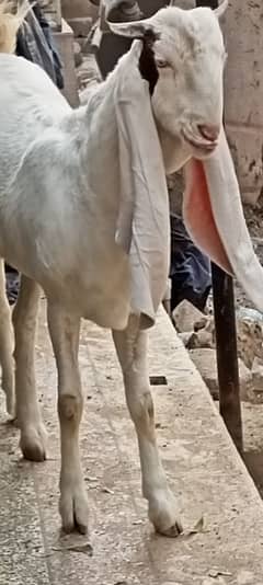 BAKRI Han or gulabi pasey main Han