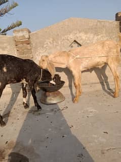 bakra bakri jora