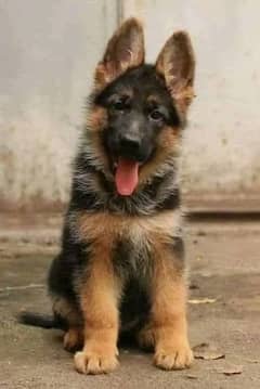 German shepherd puppies Double Coat My Whatsapp number 03479384891