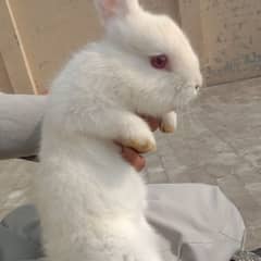 Angora male hand tamed friendly 03224186572