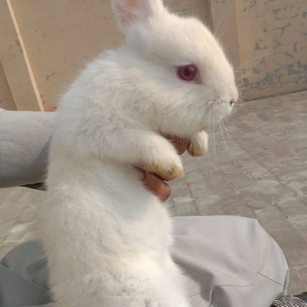 Angora male hand tamed friendly 03224186572 0