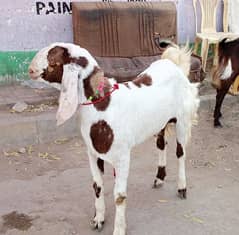 Qurbani