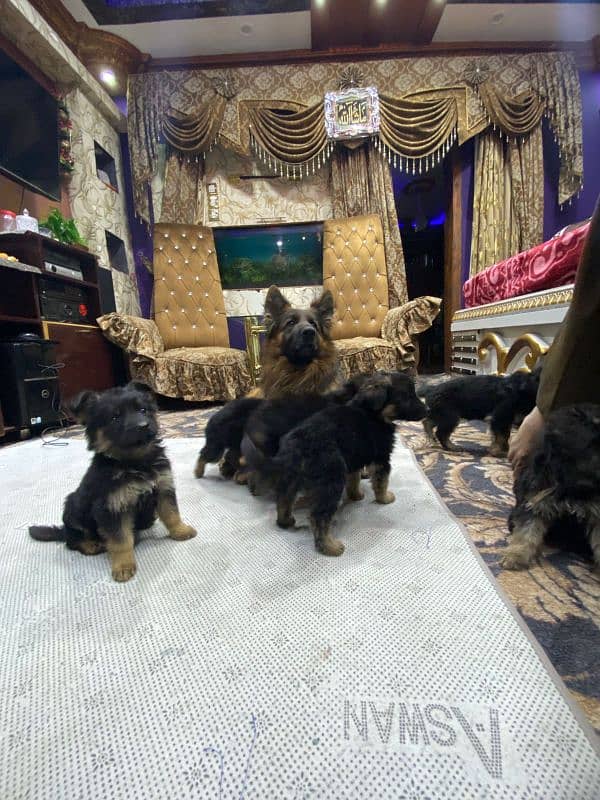 long coat puppy German Shepherd 9