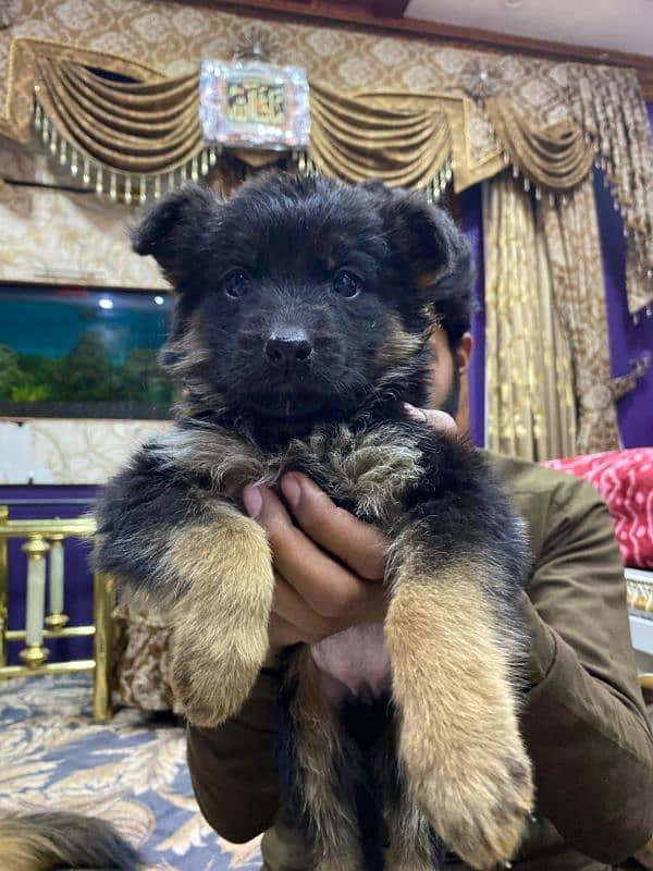 long coat puppy German Shepherd 10