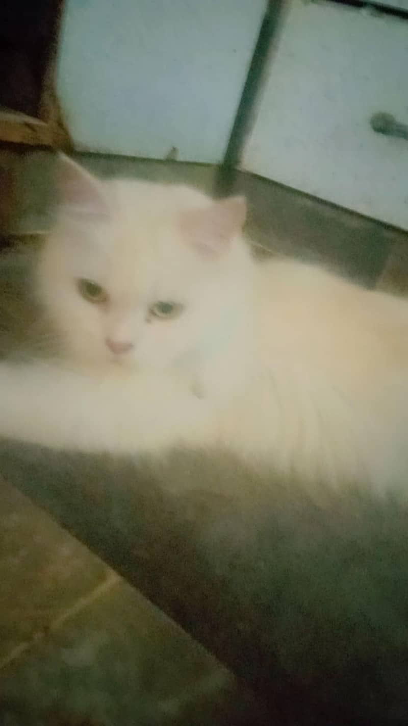 Persian doll faced female cat 2