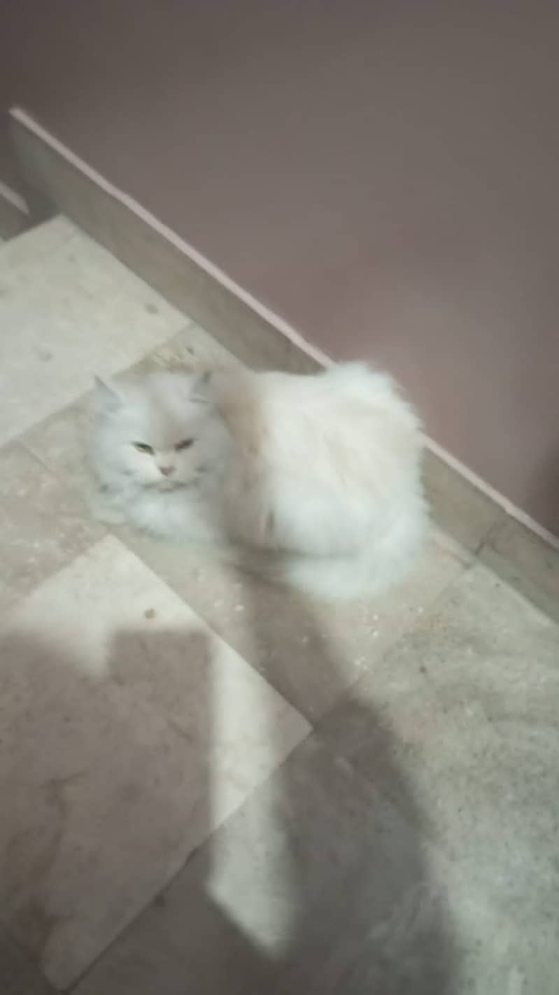 Persian doll faced female cat 3