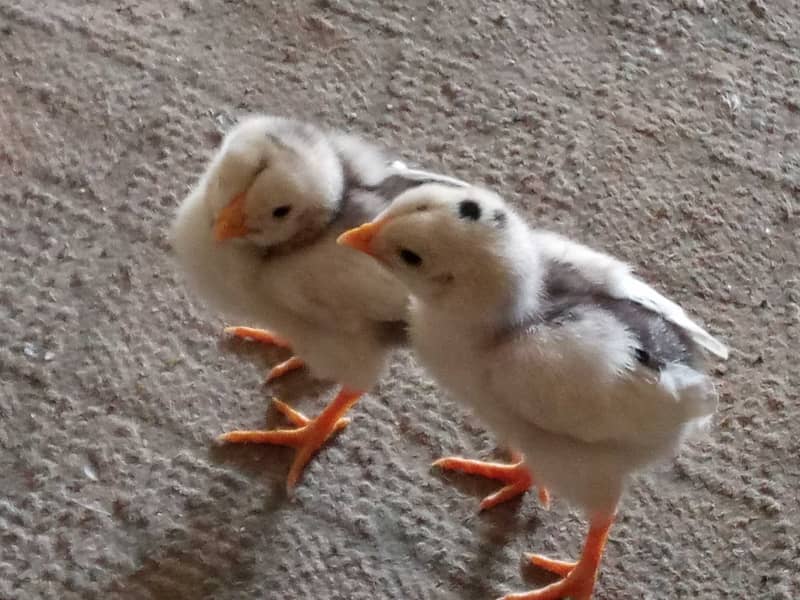 High class Aseel chicks pair 12 day old 2000 0