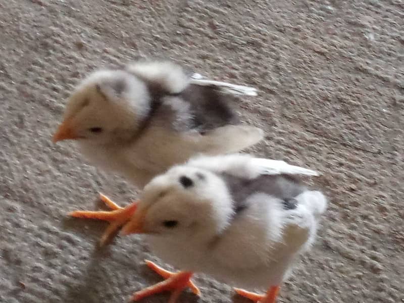 High class Aseel chicks pair 12 day old 2000 1