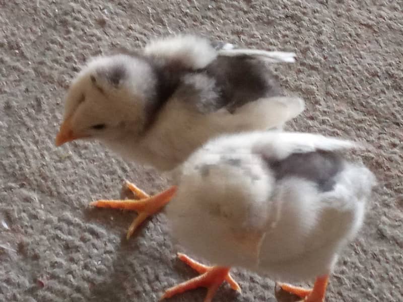 High class Aseel chicks pair 12 day old 2000 3