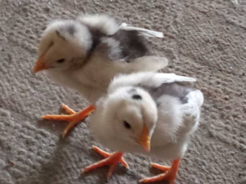 High class Aseel chicks pair 12 day old 2000 4