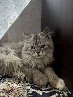 persian cat